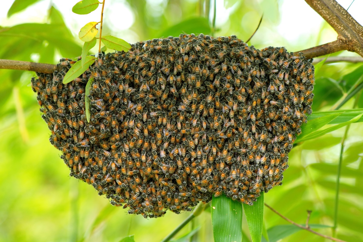 Les abeilles, c’est bon signe !